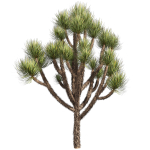 Collection plant vol 592 - Yucca - Brevifolia - Tree