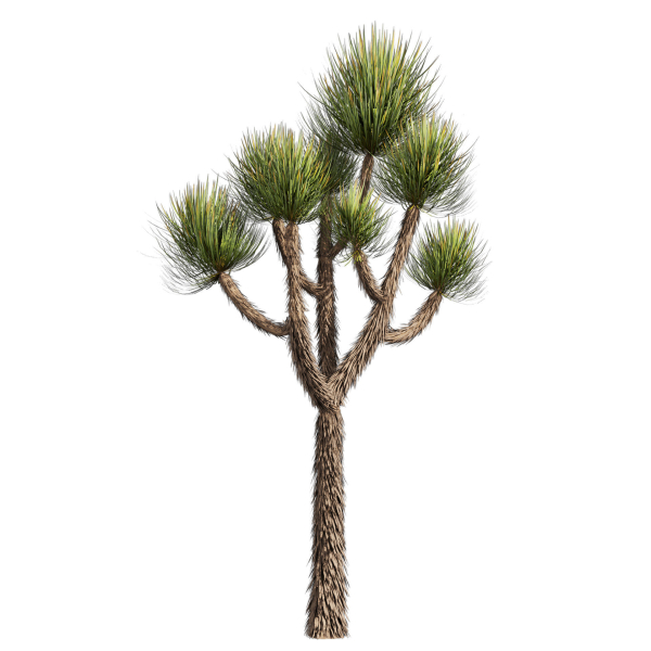 Collection plant vol 592 - Yucca - Brevifolia - Tree
