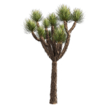 Collection plant vol 592 - Yucca - Brevifolia - Tree