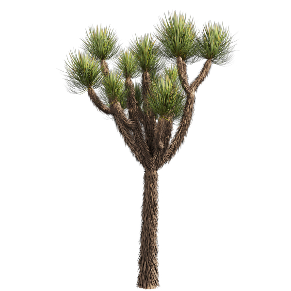 Collection plant vol 592 - Yucca - Brevifolia - Tree