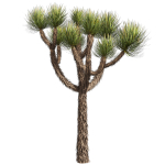 Collection plant vol 592 - Yucca - Brevifolia - Tree