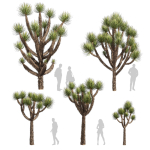 Collection plant vol 592 - Yucca - Brevifolia - Tree