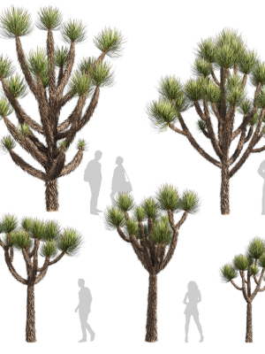 Collection plant vol 592 - Yucca - Brevifolia - Tree