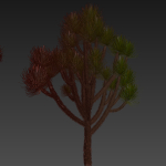Collection plant vol 592 - Yucca - Brevifolia - Tree