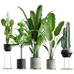 Collection  plants 05