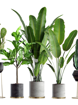 collection-plants-05-3d-model-max-obj-fbx