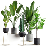 Collection  plants 05