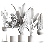 Collection  plants 05