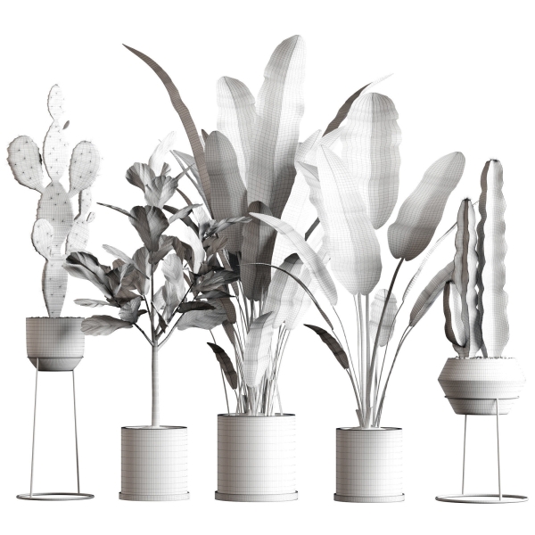 Collection  plants 05