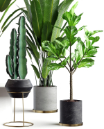 Collection  plants 05
