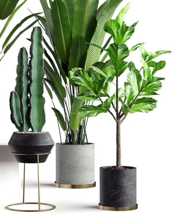 Collection  plants 05