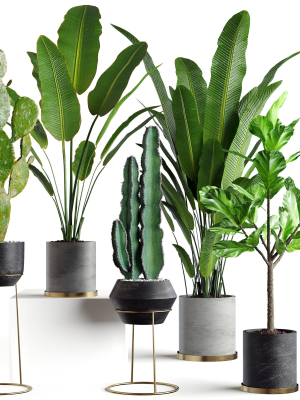 Collection  plants 05