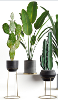 Collection  plants 05