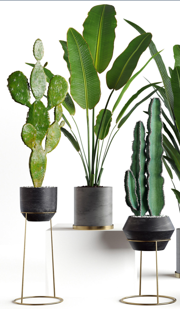 Collection  plants 05