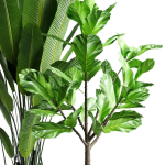 Collection  plants 05