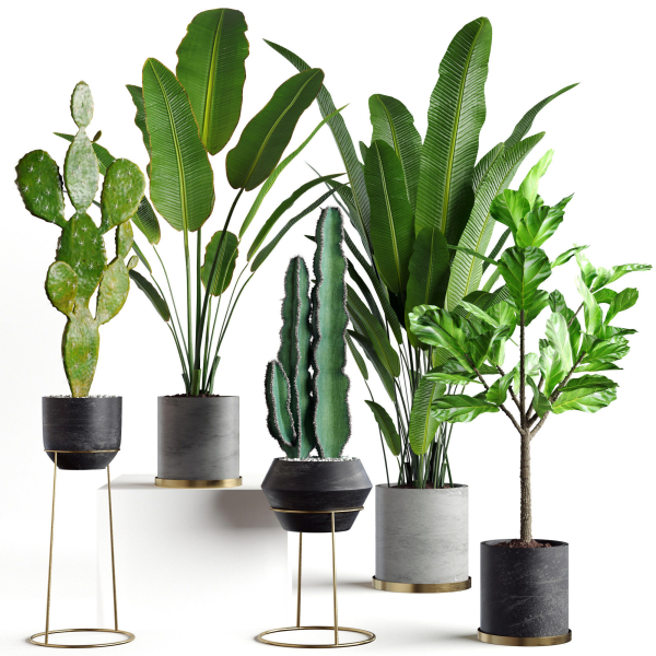 Collection  plants 05