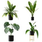Collection plants 3D model tropical plant in pot