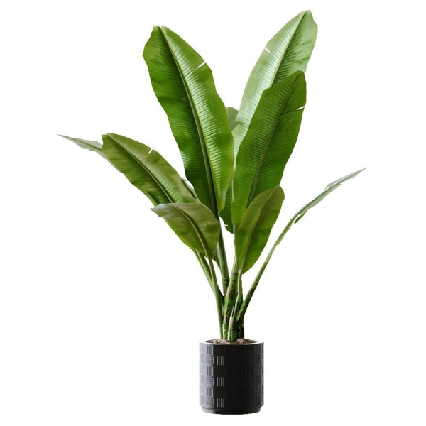 Collection plants 3D model tropical plant in pot