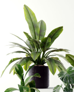 Collection plants 3D model tropical plant in pot