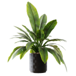 Collection plants 3D model tropical plant in pot