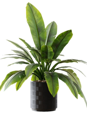 collection-plants-3d-model-3d-model-c81068393c