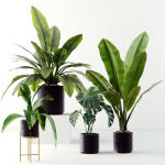 Collection plants 3D model tropical plant in pot
