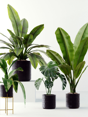 Collection plants 3D model tropical plant in pot