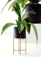 Collection plants 3D model tropical plant in pot