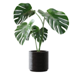 Collection plants 3D model tropical plant in pot