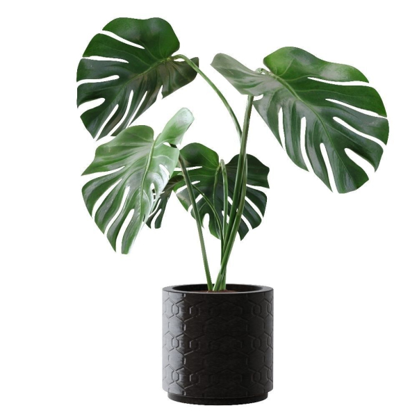Collection plants 3D model tropical plant in pot