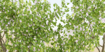 collection trees vol 13-Blender