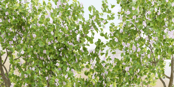 collection trees vol 13-Blender