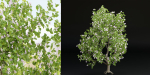 collection trees vol 13-Blender