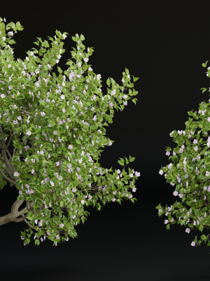 collection trees vol 13-Blender