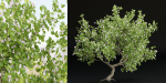 collection trees vol 13-Blender