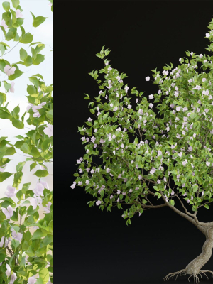 collection-trees-vol-13-blender-3d-model-facba2b263