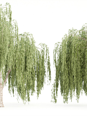 collection willow trees vol 23-Blender