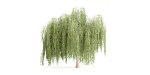 collection willow trees vol 23-Blender