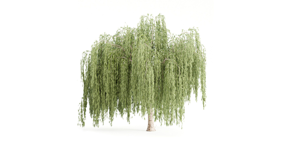 collection willow trees vol 23-Blender