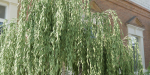 collection willow trees vol 23-Blender