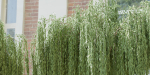 collection willow trees vol 23-Blender