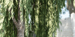 collection willow trees vol 23-Blender