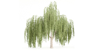 collection willow trees vol 23-Blender