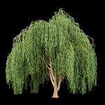 collection willow trees vol 7