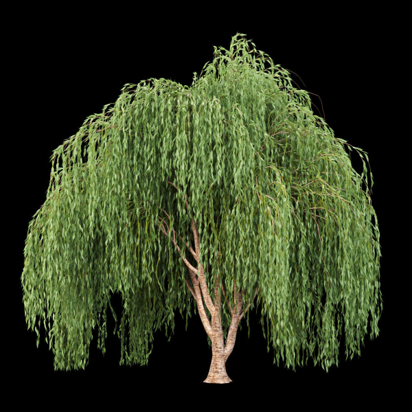 collection willow trees vol 7