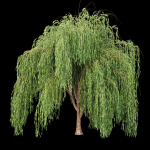 collection willow trees vol 7