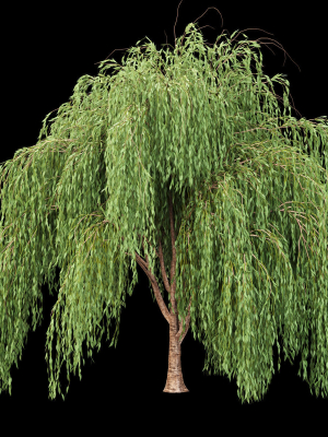 collection-willow-trees-vol-7-3d-model-3be77a0a36