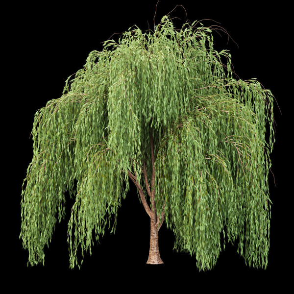 collection willow trees vol 7