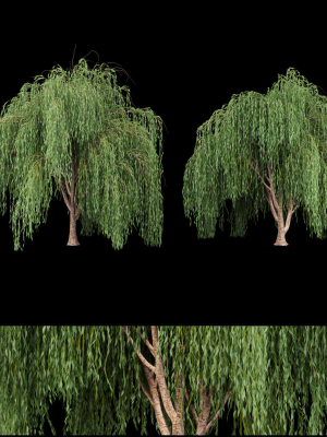 collection willow trees vol 7
