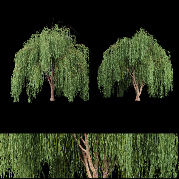 collection willow trees vol 7